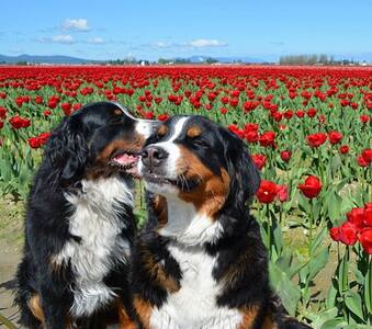 Airbnb with Berners.