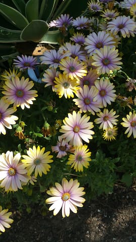 Mi casa tu casa BY THE BAY