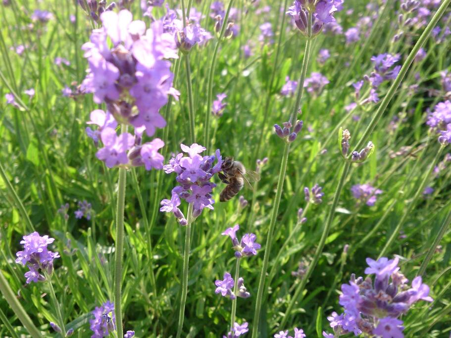 Lavander in june