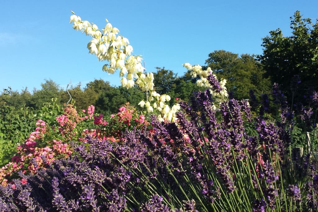 Lavendel og roser blomstrer i juli