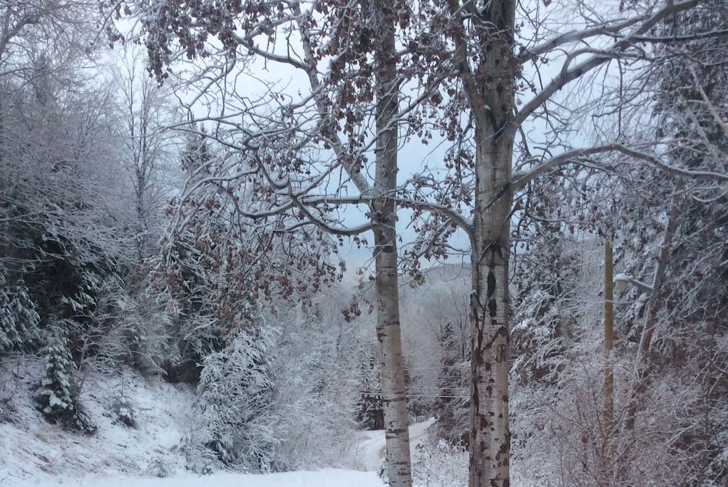 Nos blancs hivers