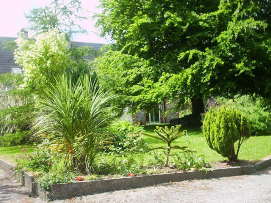 Magnificent trees, including a century old Beech Tree ' Crann Mor '