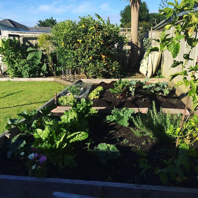 Veggie garden