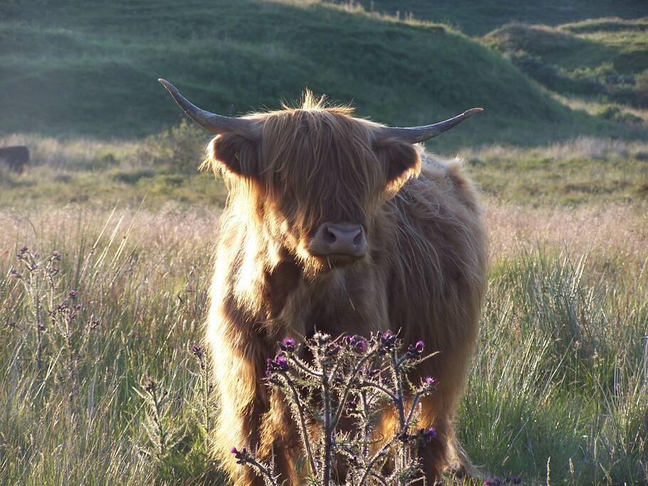 'Toffee Coffee' one of our highland cows