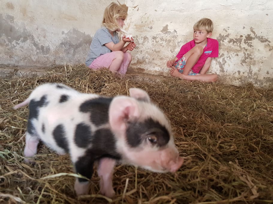 Our first piglets