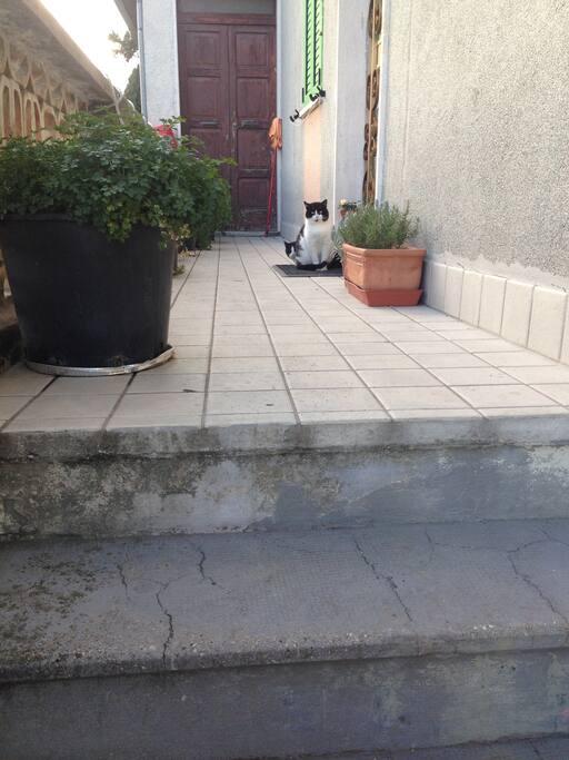 The stable cats!
