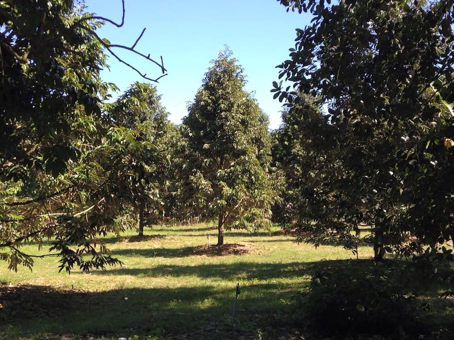 Durian tree you can tent everywhere that you prefer in my farm