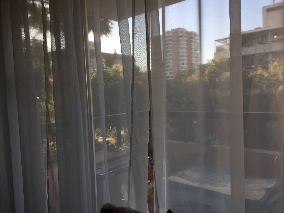 Vista entre las copas de los árboles