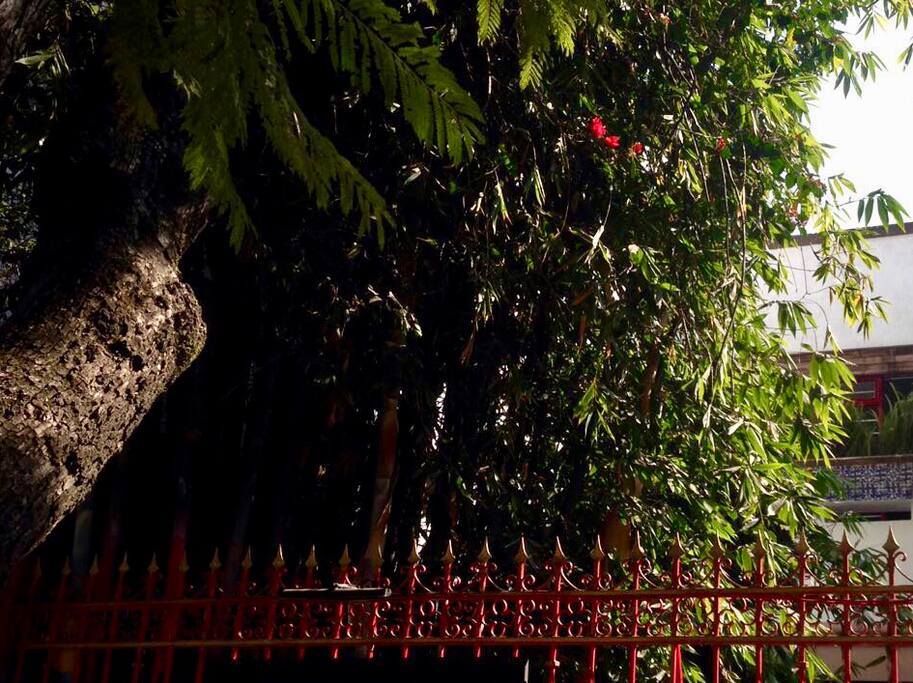 Jardín de la bellísima casa en el corazón de polanco en la esquina de horacio Con camellón para correr caminar