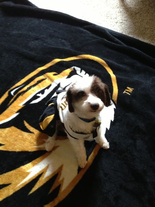 Resident puppy Zoey showing her Mizzou pride.