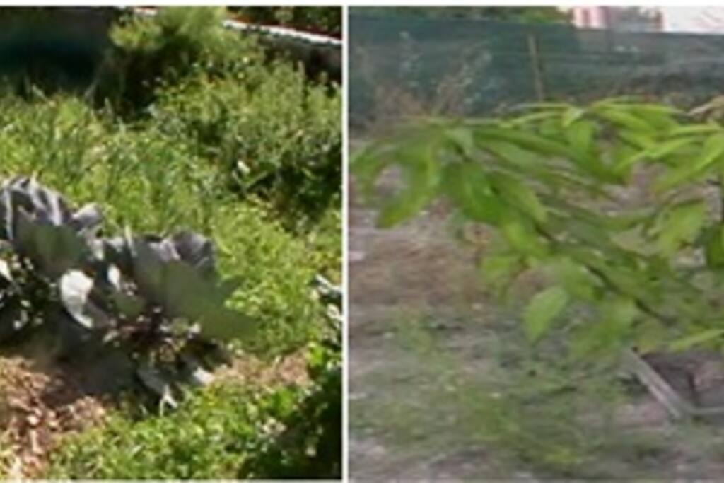 Selected photos of farm that surrounds the area