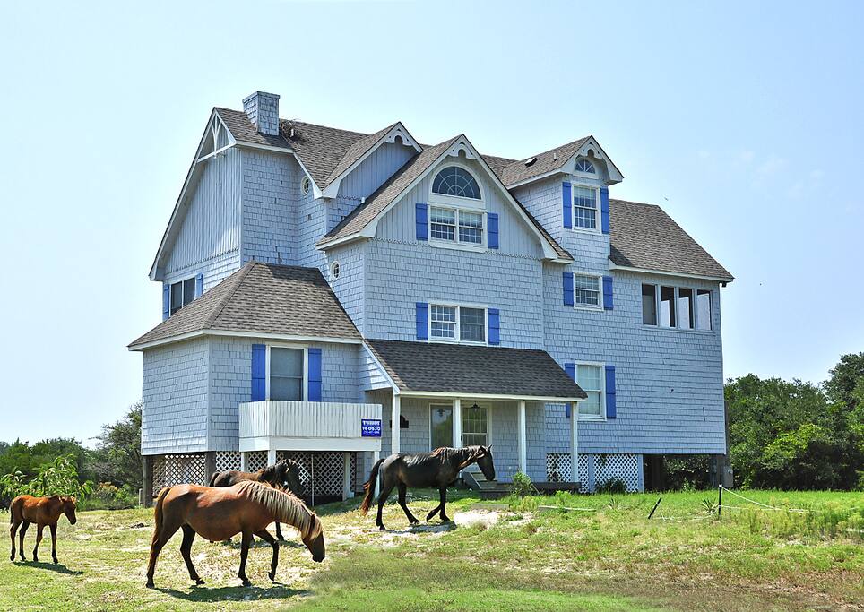 Where the wild horse roam daily