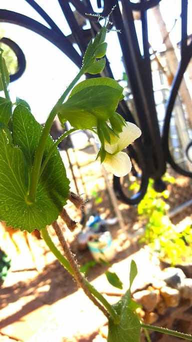 A pea flowering in our garden