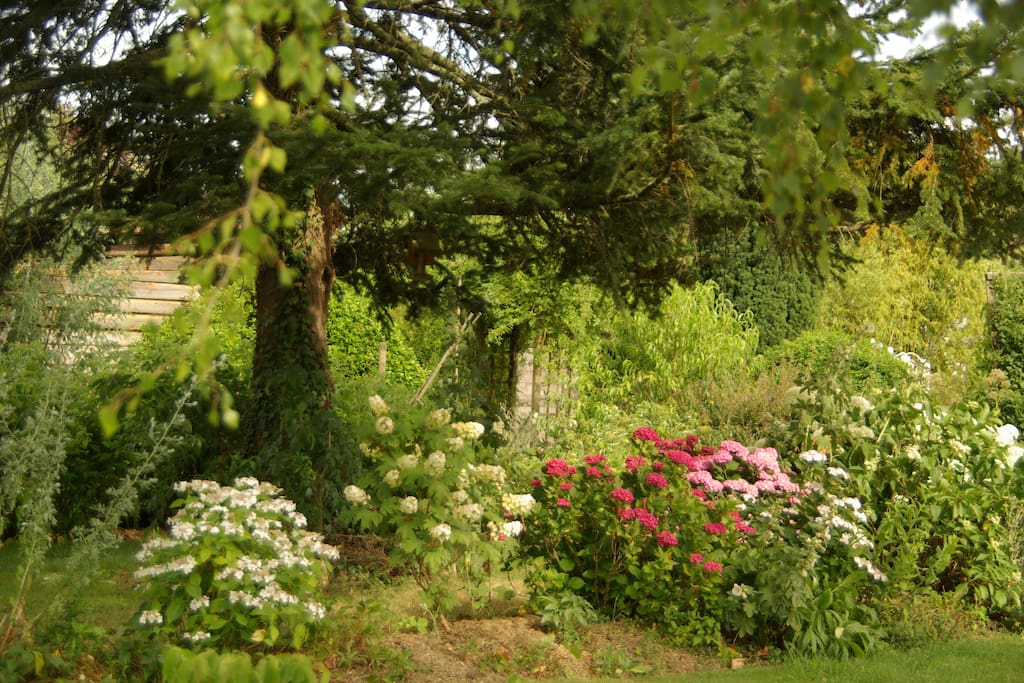 le coin des hortensias