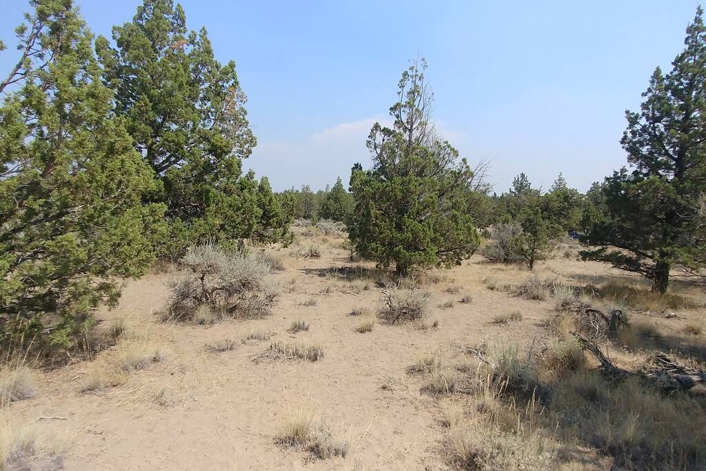 Juniper Campsite #1