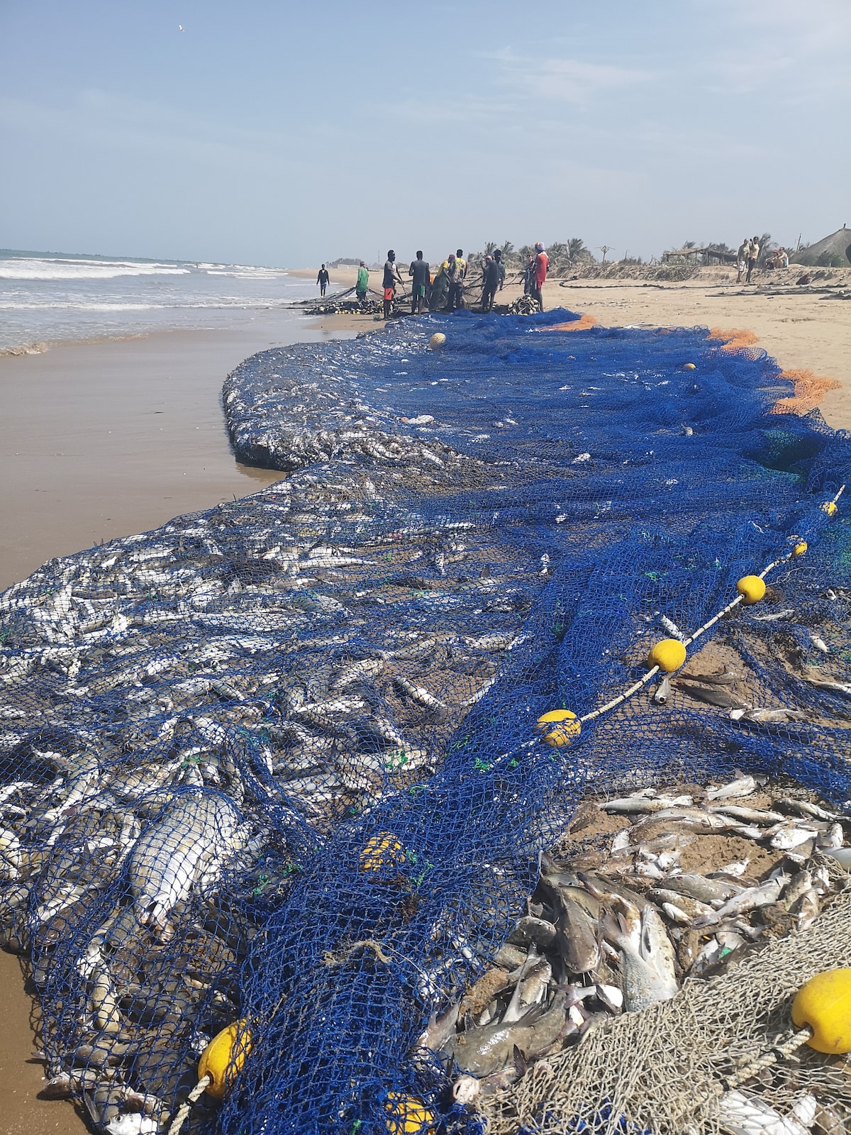 A long stretch of blue fishing net lies on the sandy beach, densely filled with a catch of fish. The ocean waves can be seen in the background, while a group of individuals is gathered nearby, engaged in handling the catch. The sky is clear and bright.