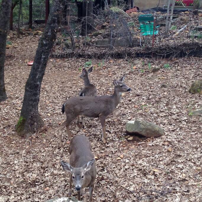 Deer