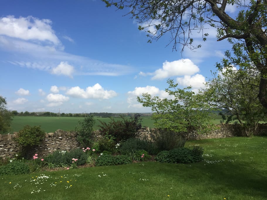 Back garden