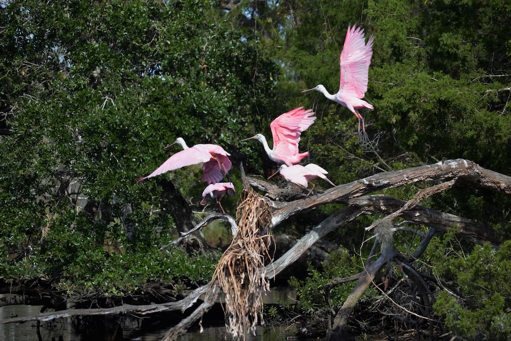 Roseate spoonbills