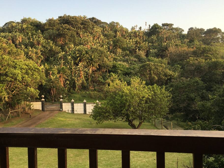 Beautiful jungle view from the deck.