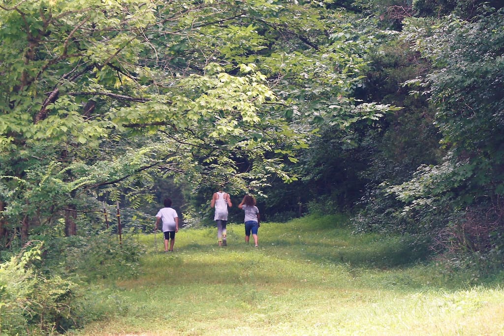Log road for hiking.