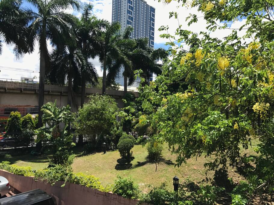 the garden