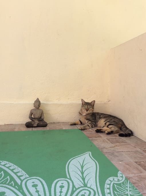 Homey our Garden Cat enjoys Yoga & Meditation with Bellyrubs