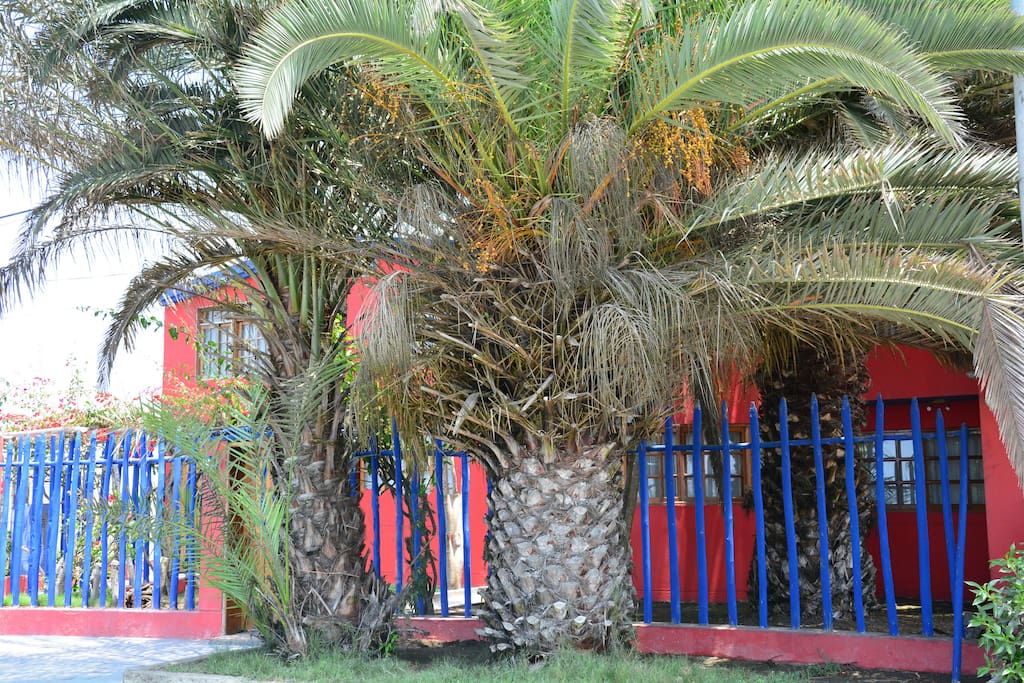 Palms in Front of House