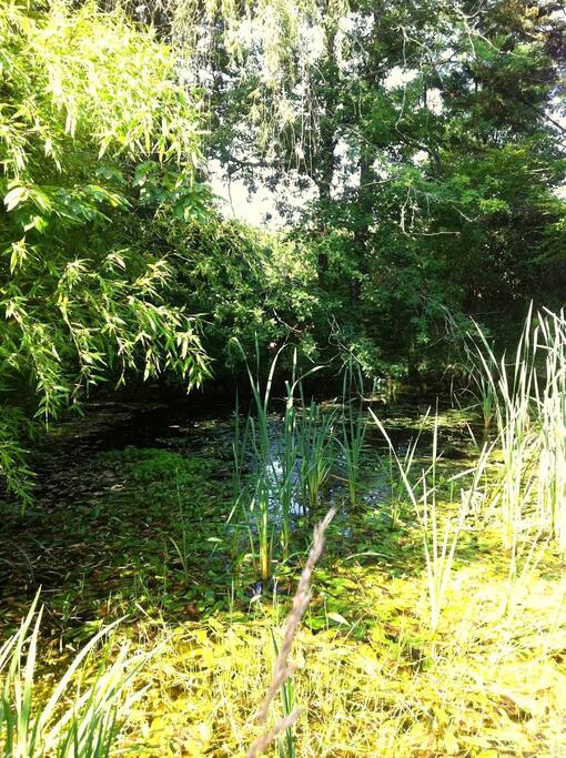 Pond