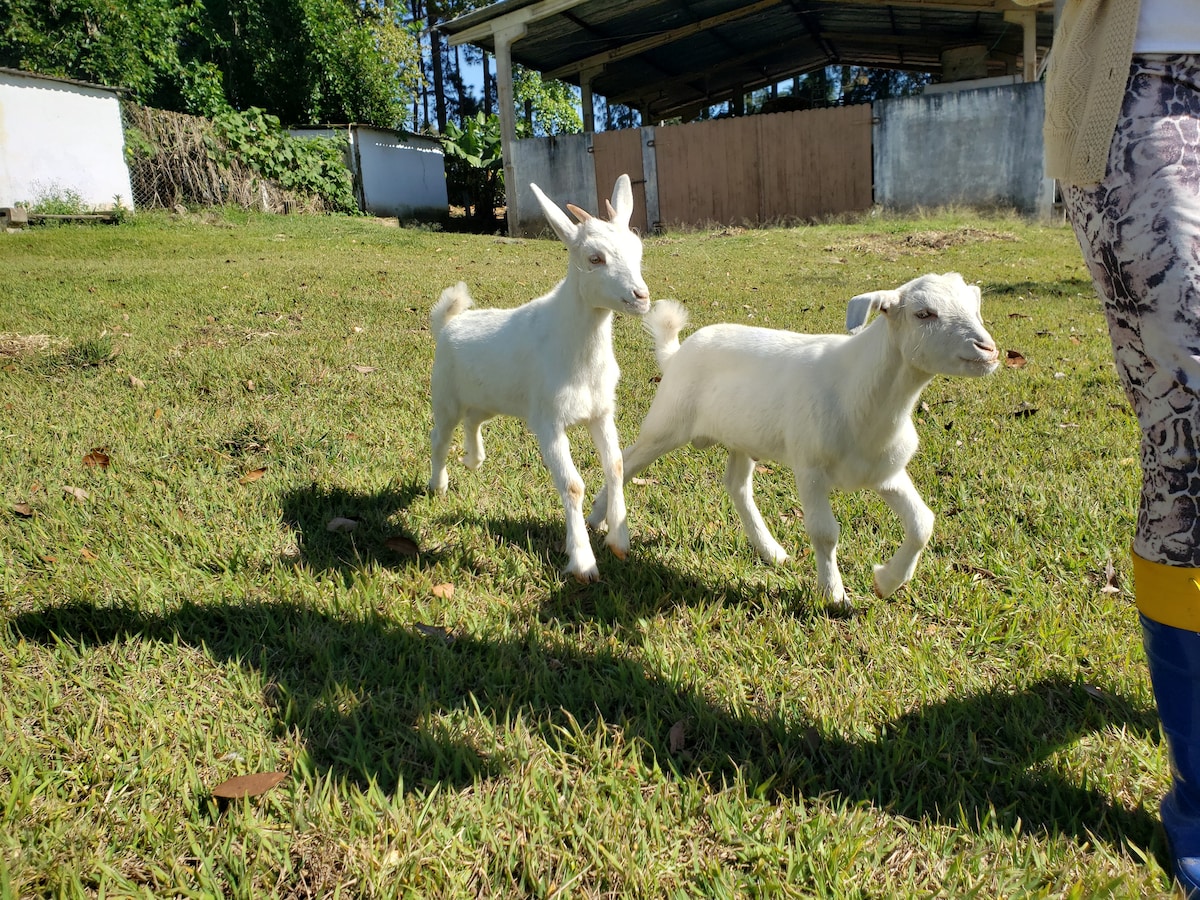 Two young white goats are seen frolicking across a grassy area. Their playful energy is evident as they move together, with a blurred figure of a person in blue boots visible to the right. Sunlight casts soft shadows on the ground.
