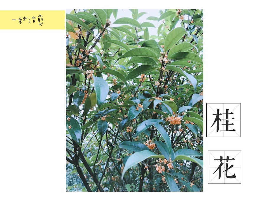 金秋时节~桂花飘香~五株桂花同时开花,空气中弥漫着淡淡的香味,享受大自然的气息!