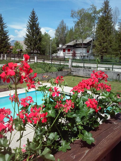 The swimming pool