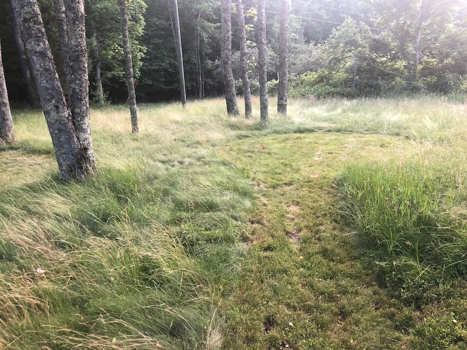Campsite B, freshly mowed and great for a tent.