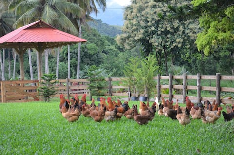 Ecolodge Farm for Nature Lovers - Casa doña Celia.