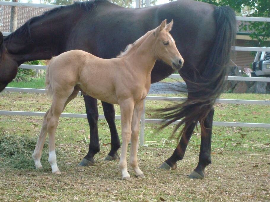 Come & see the new foal!