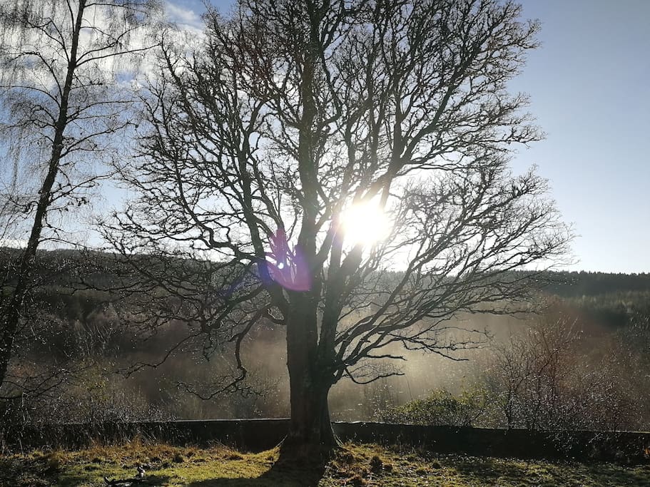 View from house over the forest