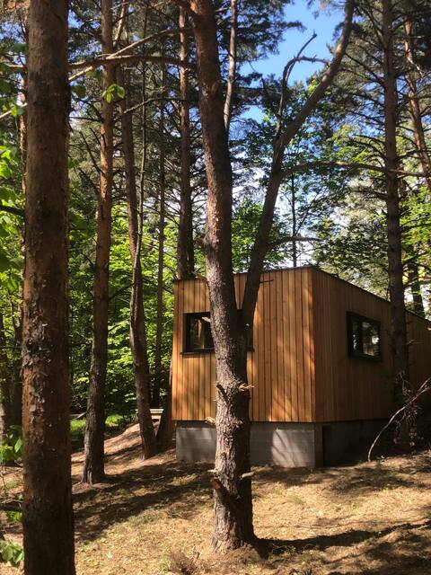 Under the pines in nature