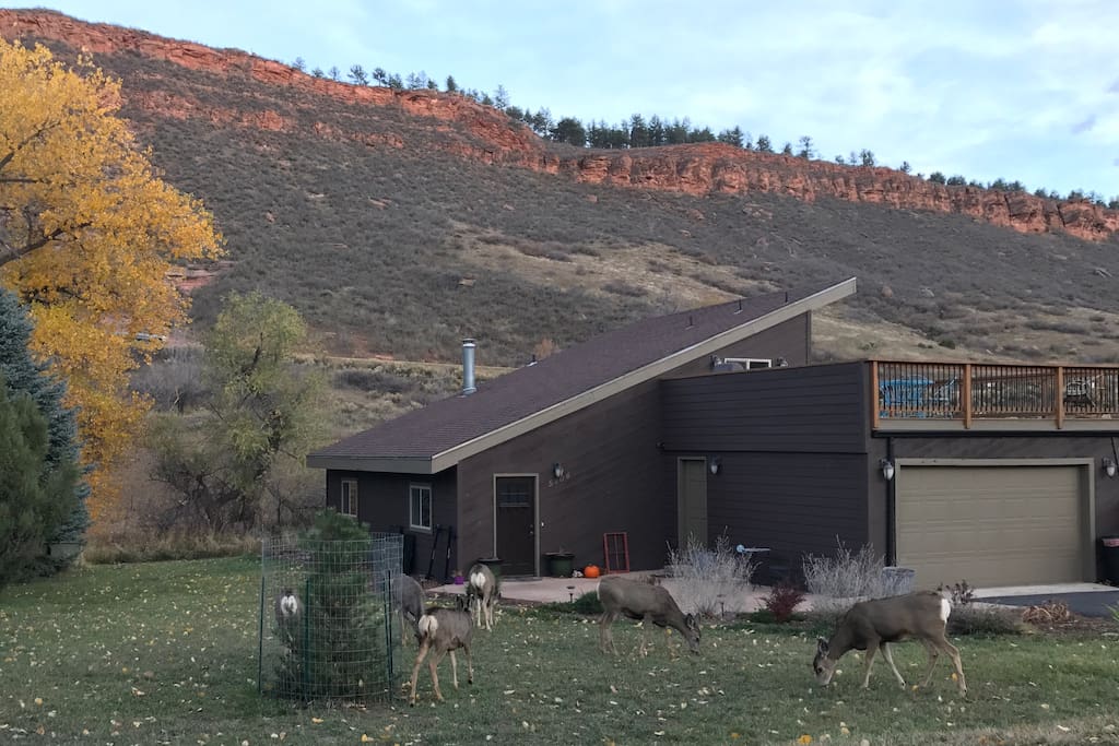 Our house and the Neighbor”herd”