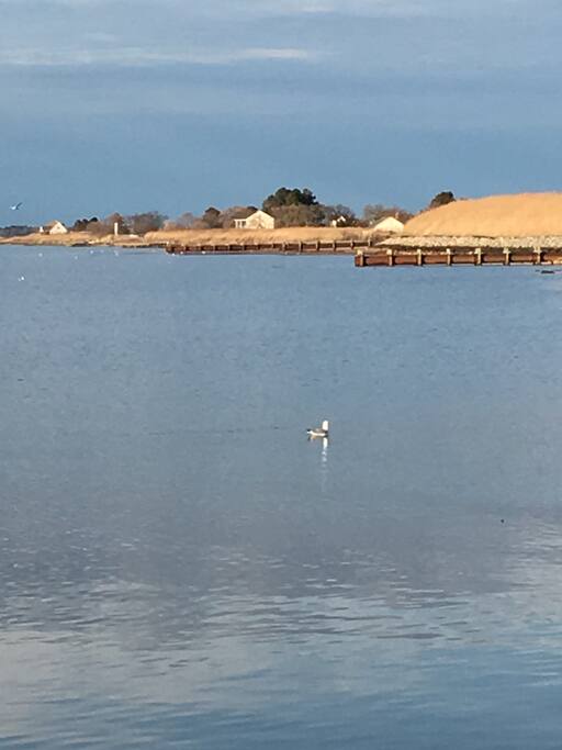 More of Saxis Island Scenery!
Such a Relaxing and Beautiful
Place!