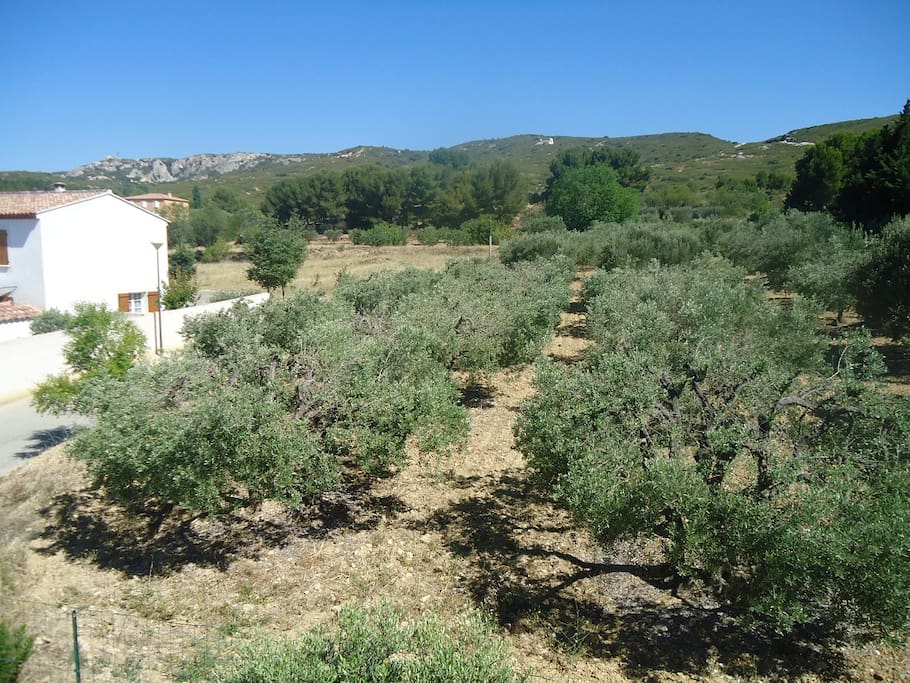 La colline et les oliviers