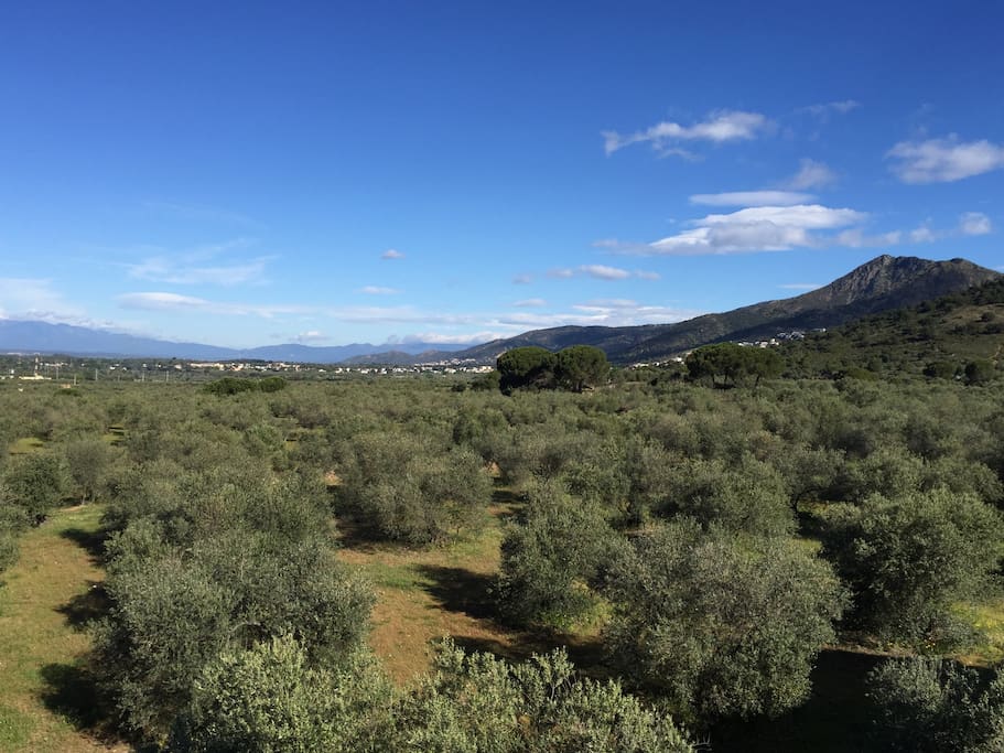 Terrasse - Vue montagnes et oliveraie.