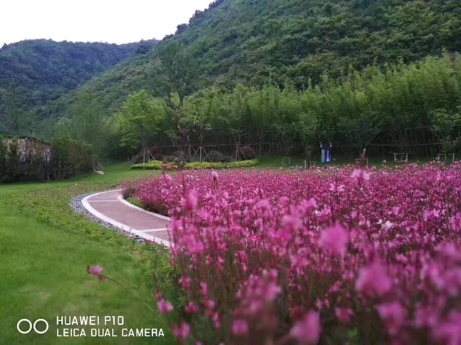 四季更迭,繁花盛开