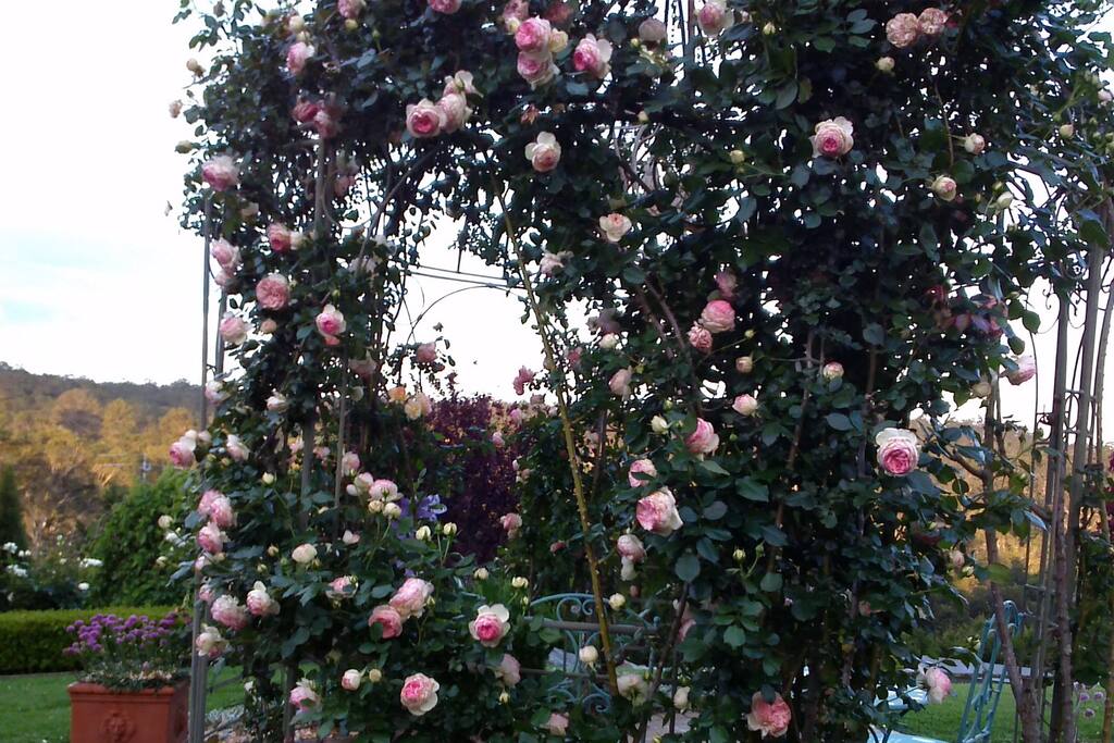 One of the many roses to admire in the beautiful country garden.