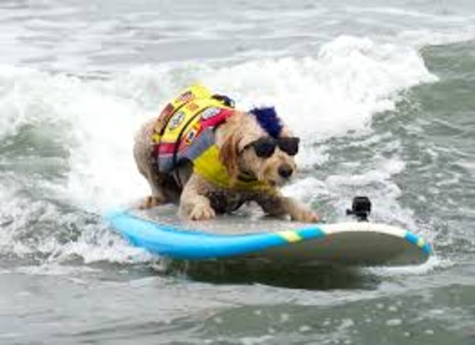 Use our surfboards for free...