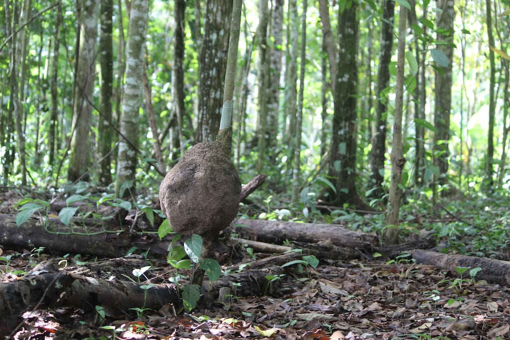 in the forest, termites are part of the environment. They help by "eating" old woods.