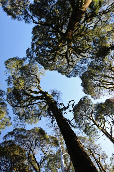 Otways