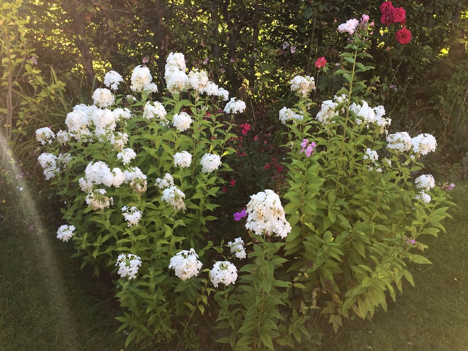 Flowers