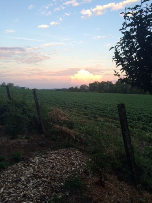 Sunsets from the backyard.