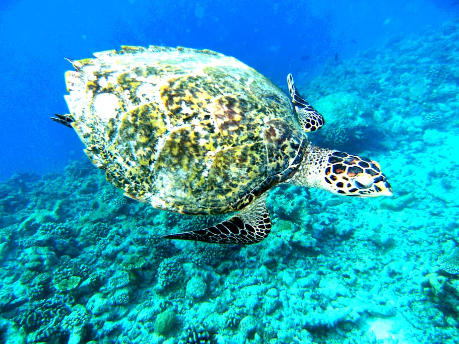 Turtle