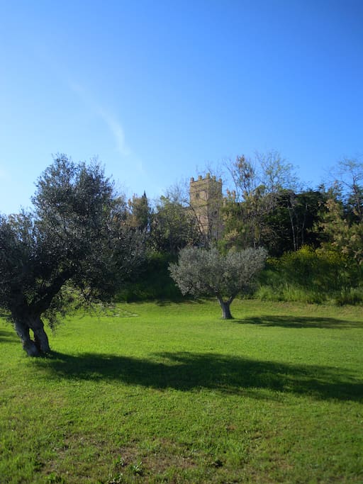 Olive grove Martinetti Bianchi